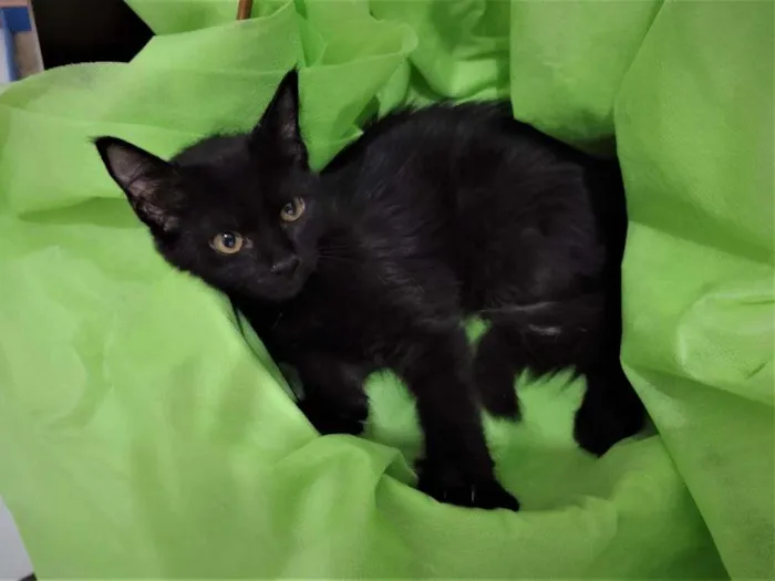 Gato ra a SRD-ViraLata idade 2 a 6 meses nome Shiva