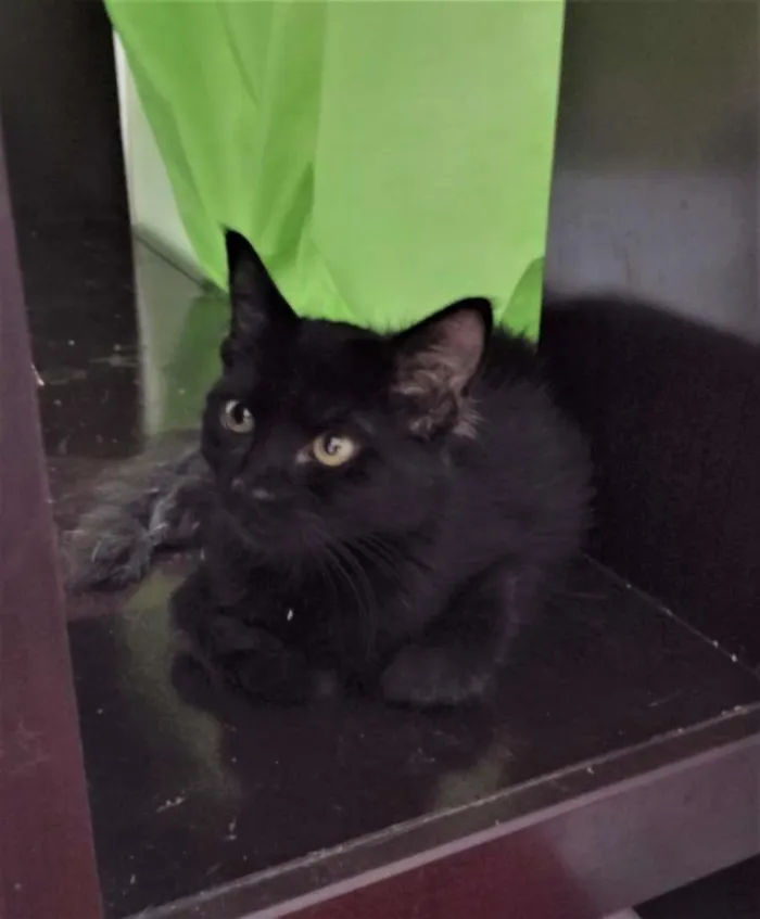 Gato ra a SRD-ViraLata idade 2 a 6 meses nome Shiva