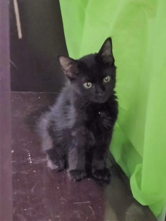 Gato ra a SRD-ViraLata idade 2 a 6 meses nome Shiva