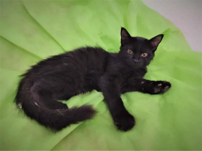 Gato ra a SRD-ViraLata idade 2 a 6 meses nome Shiva