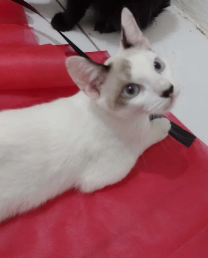 Gato ra a SRD-ViraLata idade 2 a 6 meses nome Olaf