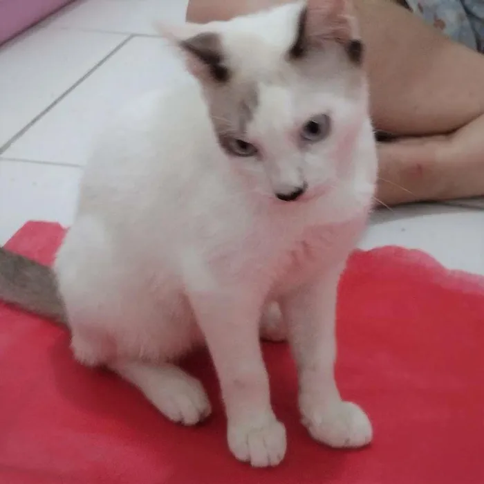 Gato ra a SRD-ViraLata idade 2 a 6 meses nome Olaf