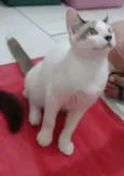 Olaf