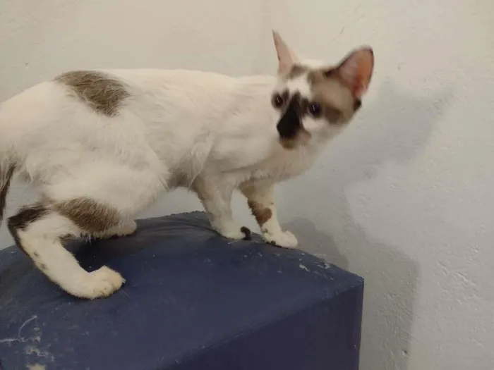 Gato ra a SRD-ViraLata idade 7 a 11 meses nome Paola