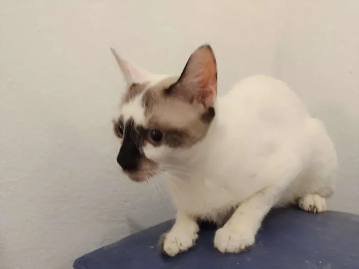 Gato ra a SRD-ViraLata idade 7 a 11 meses nome Paola