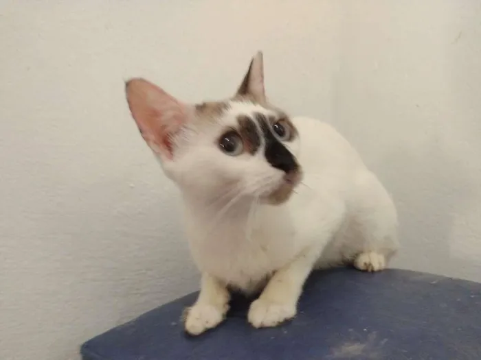 Gato ra a SRD-ViraLata idade 7 a 11 meses nome Paola