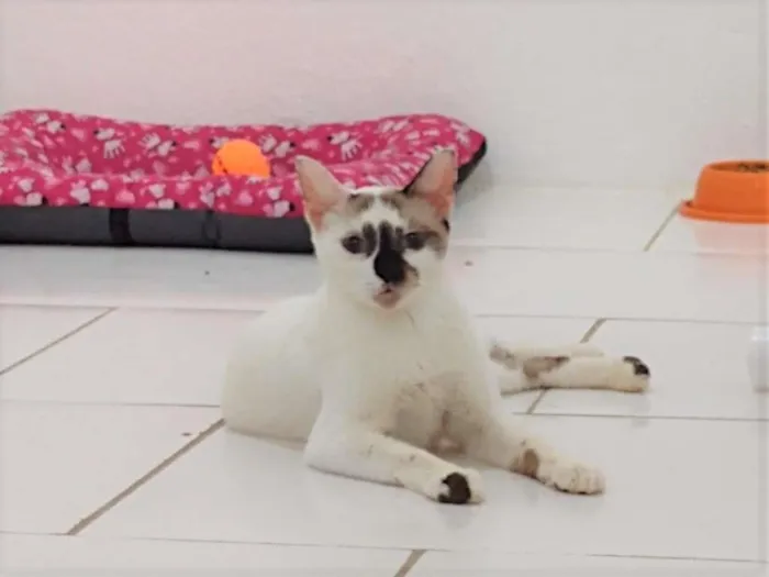 Gato ra a SRD-ViraLata idade 7 a 11 meses nome Paola