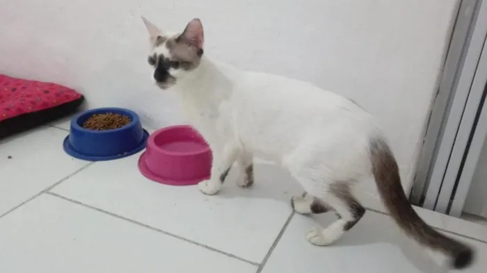 Gato ra a SRD-ViraLata idade 7 a 11 meses nome Paola