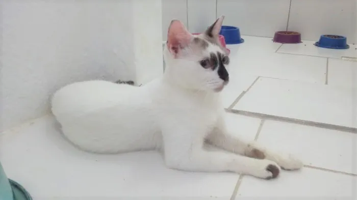 Gato ra a SRD-ViraLata idade 7 a 11 meses nome Paola