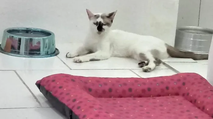 Gato ra a SRD-ViraLata idade 7 a 11 meses nome Paola