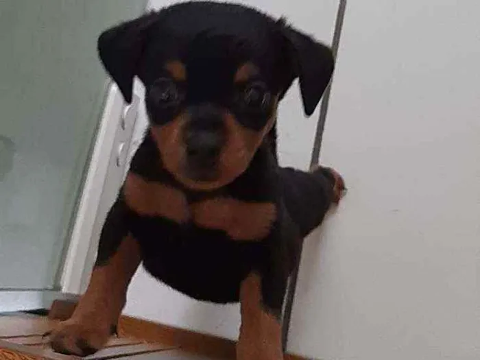 Cachorro raça Pinscher  idade Abaixo de 2 meses nome Mel
