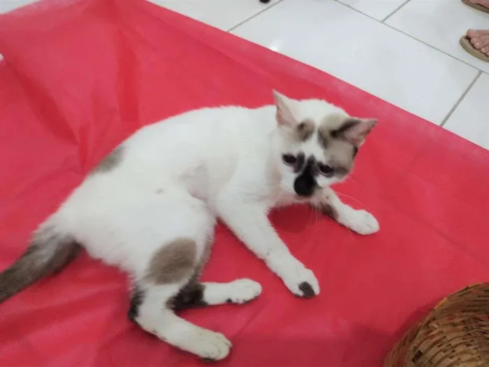 Gato ra a SRD-ViraLata idade 7 a 11 meses nome Paola