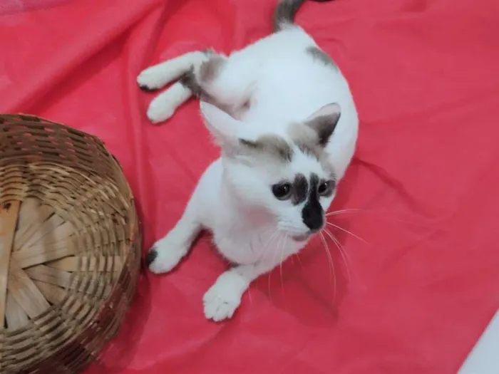 Gato ra a SRD-ViraLata idade 7 a 11 meses nome Paola
