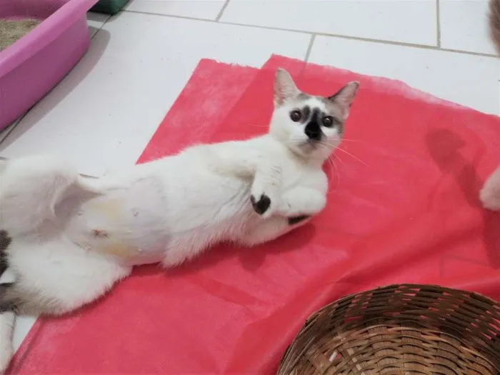 Gato ra a SRD-ViraLata idade 7 a 11 meses nome Paola