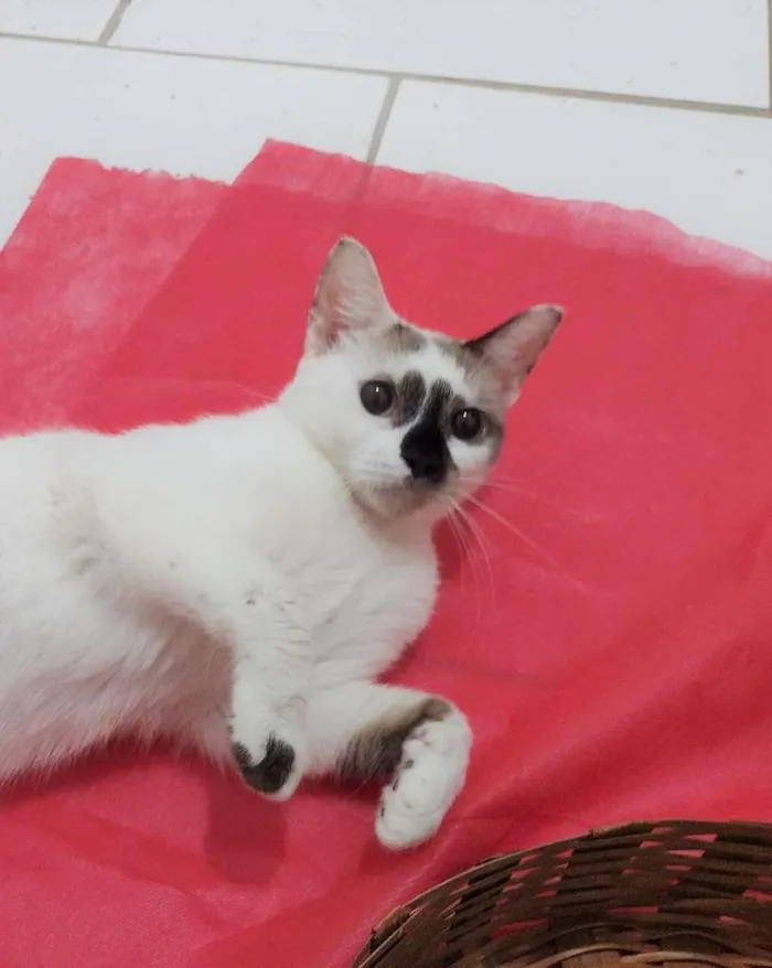 Gato ra a SRD-ViraLata idade 7 a 11 meses nome Paola