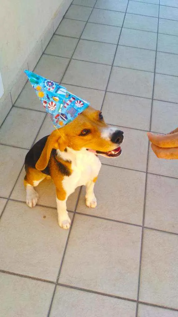Cachorro ra a Beagle idade 1 ano nome Billy