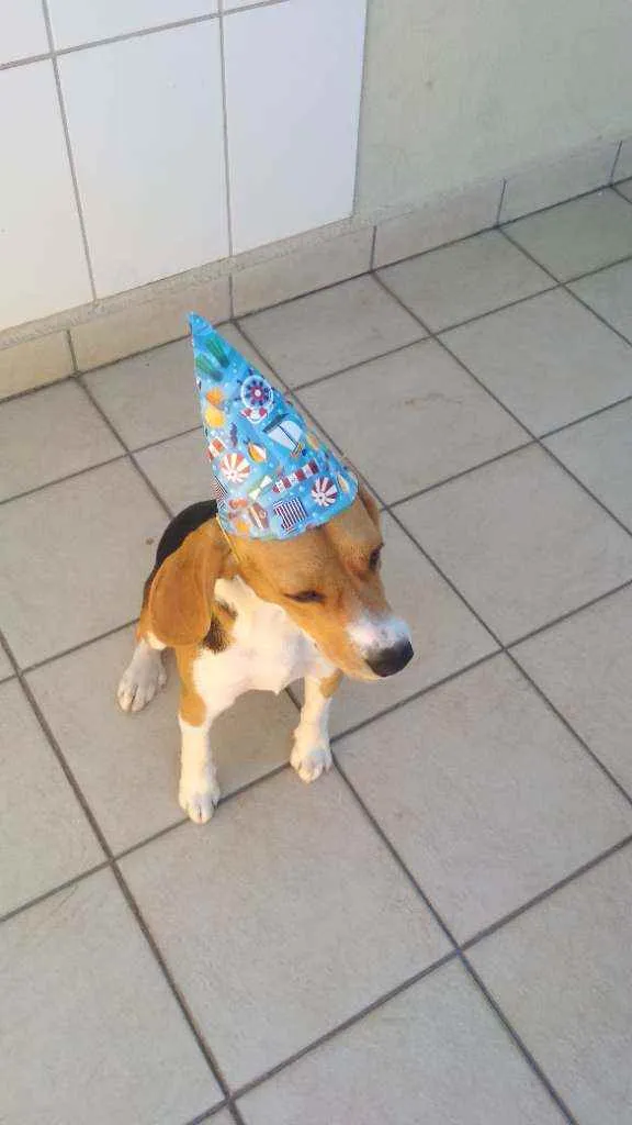 Cachorro ra a Beagle idade 1 ano nome Billy