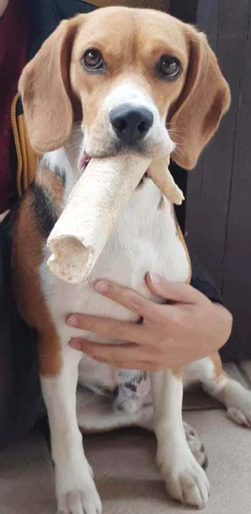 Cachorro ra a Beagle idade 1 ano nome Billy