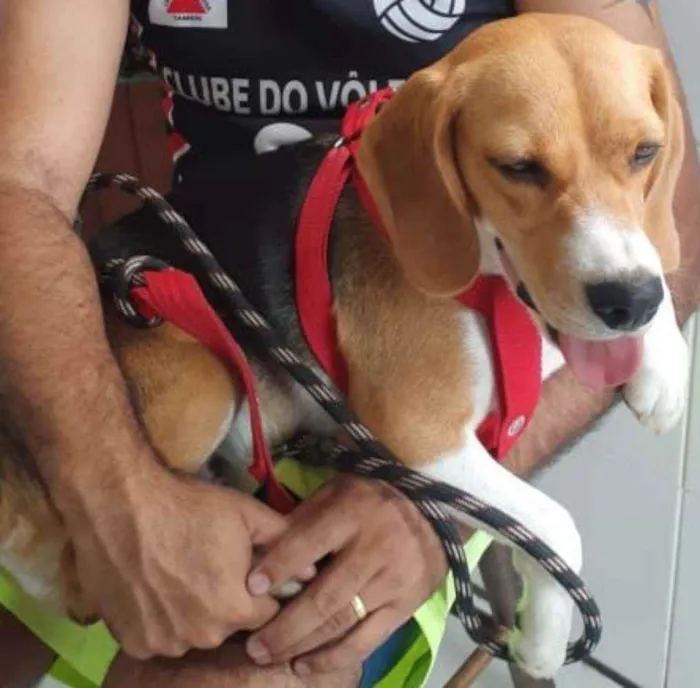 Cachorro ra a Beagle idade 1 ano nome Billy