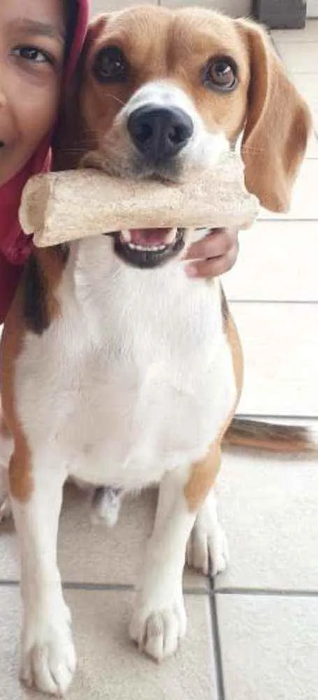 Cachorro ra a Beagle idade 1 ano nome Billy