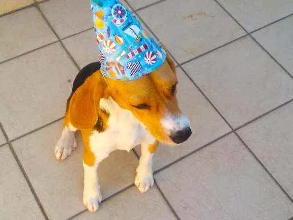 Cachorro ra a Beagle idade 1 ano nome Billy