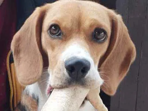 Cachorro ra a Beagle idade 1 ano nome Billy