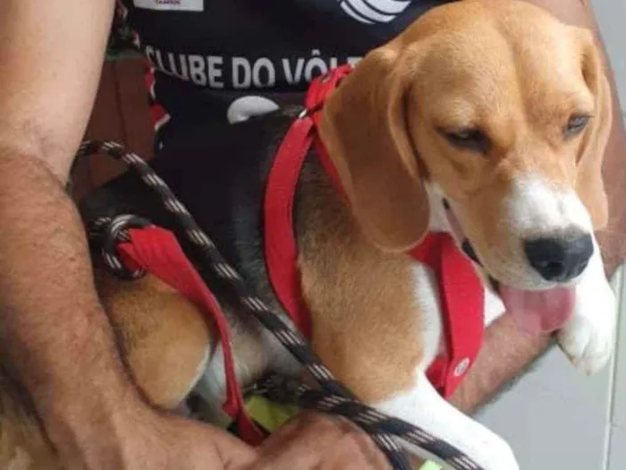 Cachorro ra a Beagle idade 1 ano nome Billy