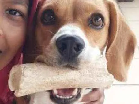 Cachorro ra a Beagle idade 1 ano nome Billy