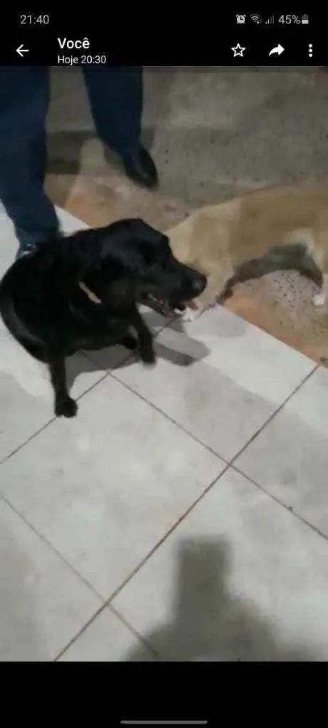 Cachorro ra a Labrador idade 1 ano nome Não sei