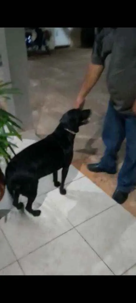 Cachorro ra a Labrador idade 1 ano nome Não sei