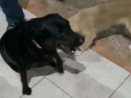 Cachorro ra a Labrador idade 1 ano nome Não sei