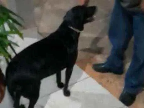 Cachorro ra a Labrador idade 1 ano nome Não sei