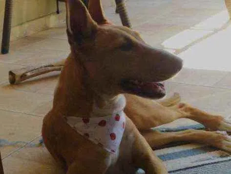 Cachorro ra a Vira lata com Bull terrier idade 2 anos nome Judith