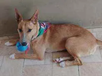 Cachorro ra a Vira lata com Bull terrier idade 2 anos nome Judith