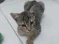 Bastet 