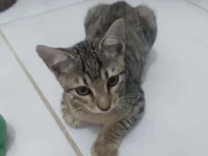 Gato raça Srd idade 2 a 6 meses nome Bastet 