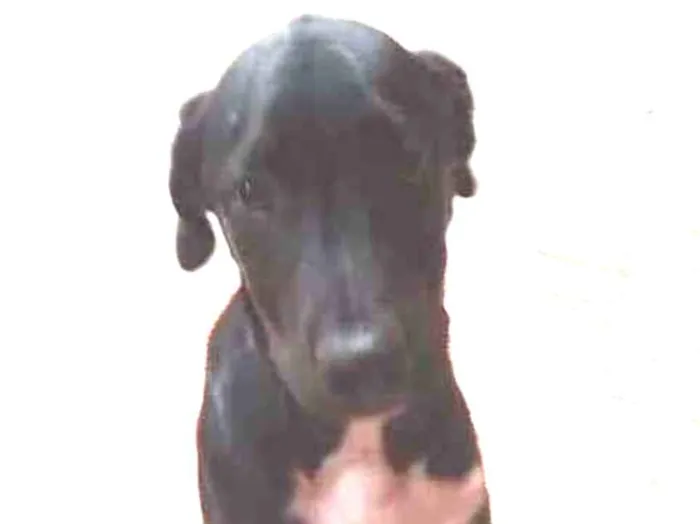 Cachorro raça SRD-ViraLata idade 2 a 6 meses nome NEMO