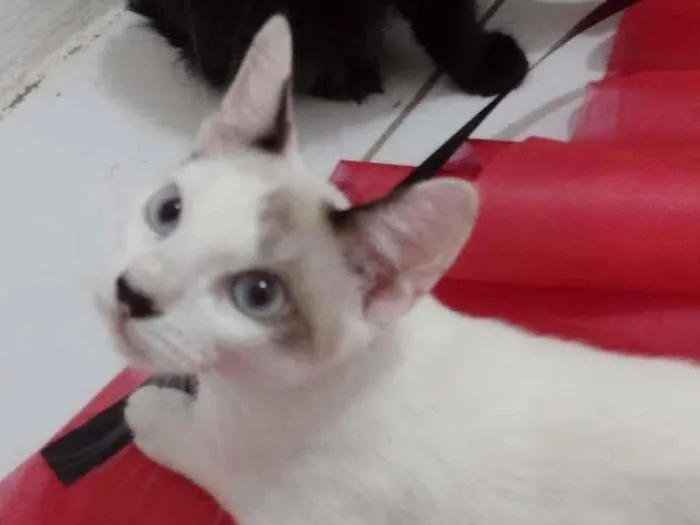 Gato ra a SRD-ViraLata idade 2 a 6 meses nome Olaf