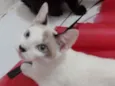 Olaf