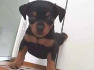 Cachorro raça Pinscher  idade Abaixo de 2 meses nome Mel
