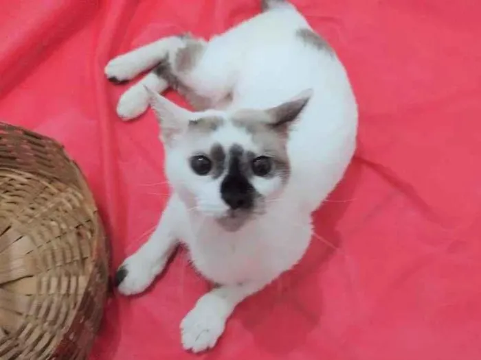 Gato ra a SRD-ViraLata idade 7 a 11 meses nome Paola