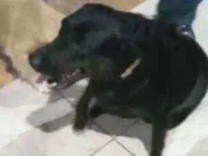 Cachorro raça Labrador idade 1 ano nome Não sei