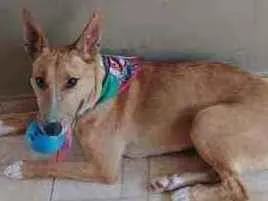 Cachorro raça Vira lata com Bull terrier idade 2 anos nome Judith