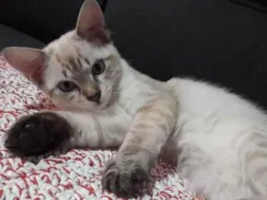 Gato raça Não tem idade 2 a 6 meses nome Tópico