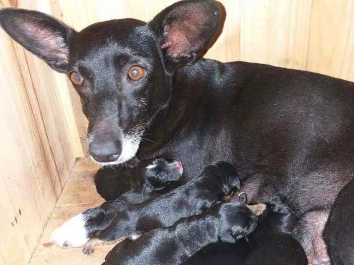 Cachorro ra a Sem raça idade 2 a 6 meses nome 2 machinhos e 2 femi