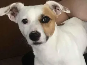 Cachorro raça Vira lata  idade 1 ano nome Kiko Pitico