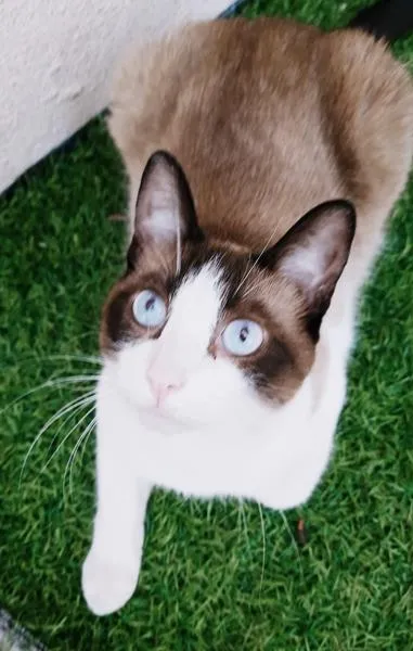 Gato raça SRD idade 1 ano nome KADU MIX