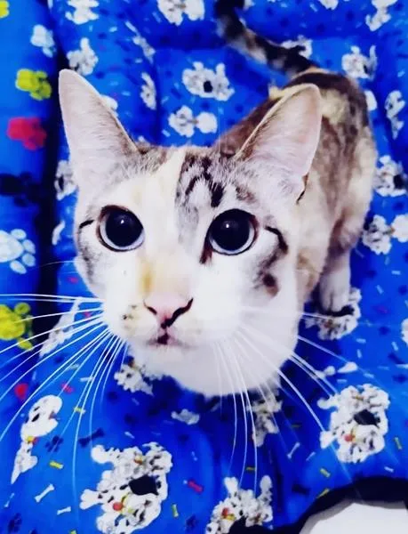 Gato raça  idade 1 ano nome ELEVEN MIX