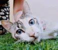 Gato raça  idade 1 ano nome ELEVEN MIX