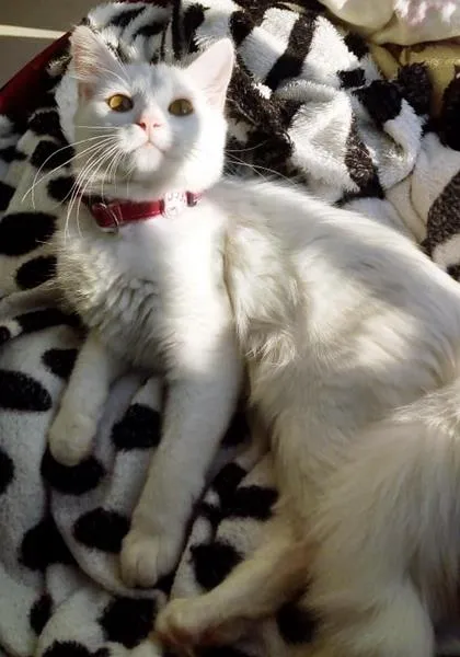 Gato raça SRD idade 1 ano nome EVA NEVE